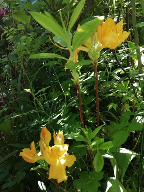 Klondyke - Rhododendron