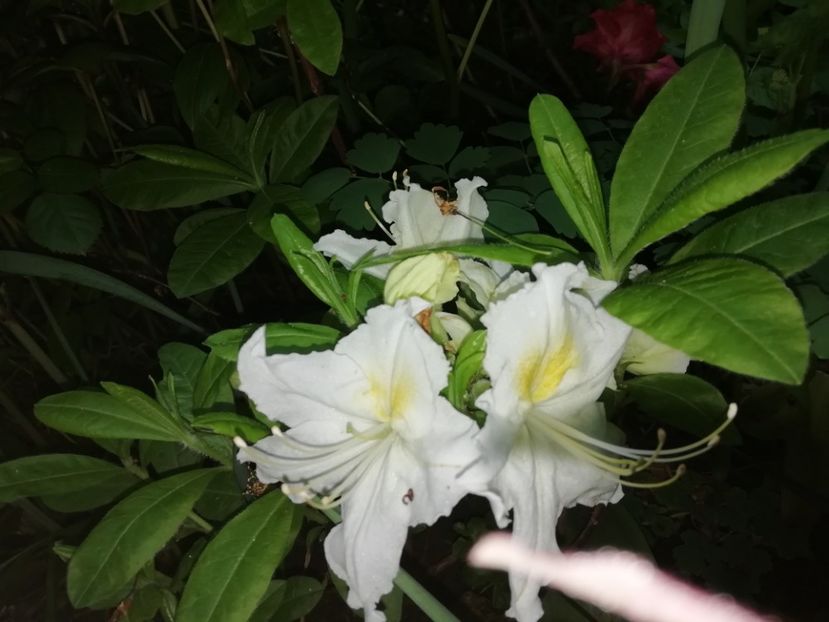 A. Mollis Oxydol - Rhododendron