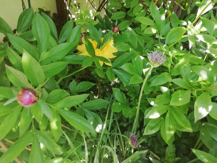 A. Mollis Goldtopas-uscată - Rhododendron