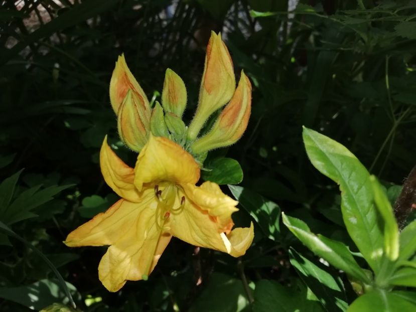 A. Mollis Klondyke - Rhododendron