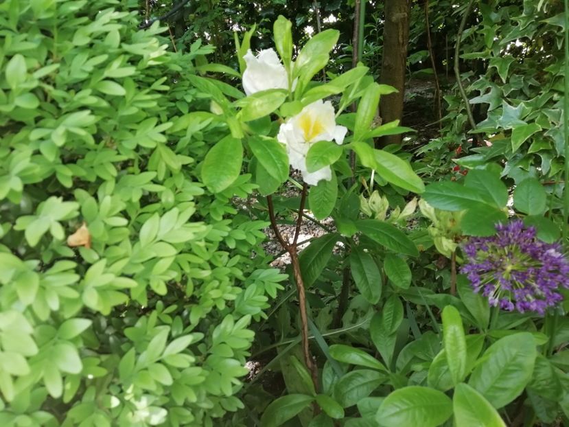 A. Mollis Toucan - Rhododendron