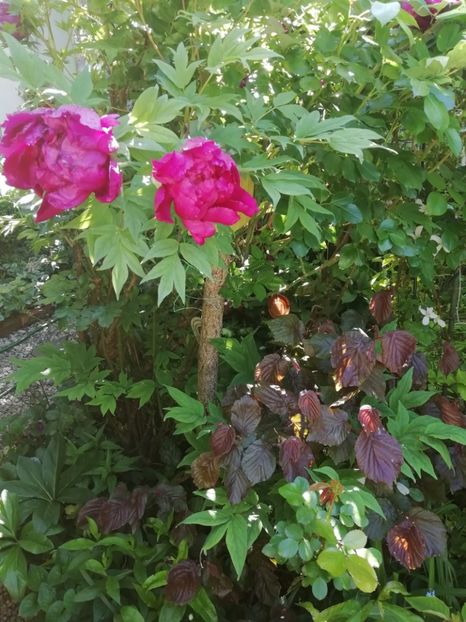  - Grădina 2020 continuare 1