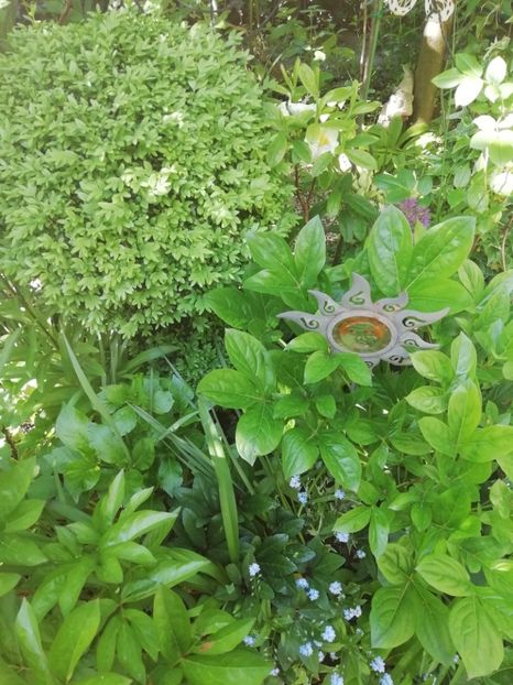  - Grădina 2020 continuare 1