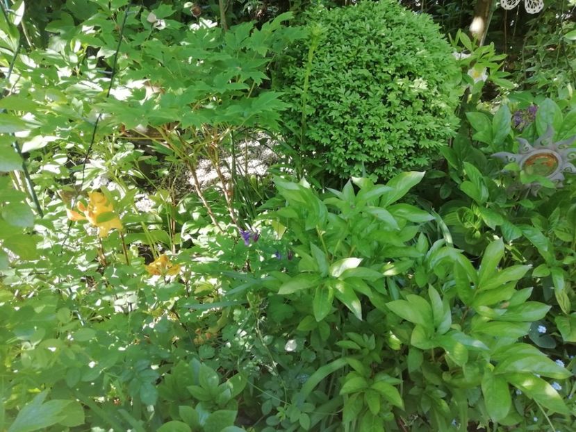  - Grădina 2020 continuare 1