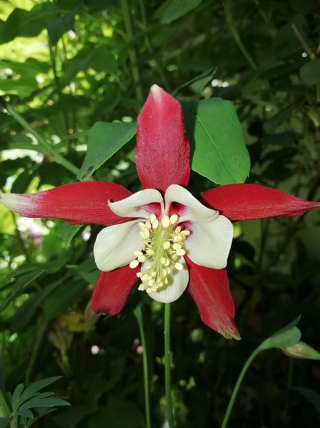  - Grădina 2020 continuare 1