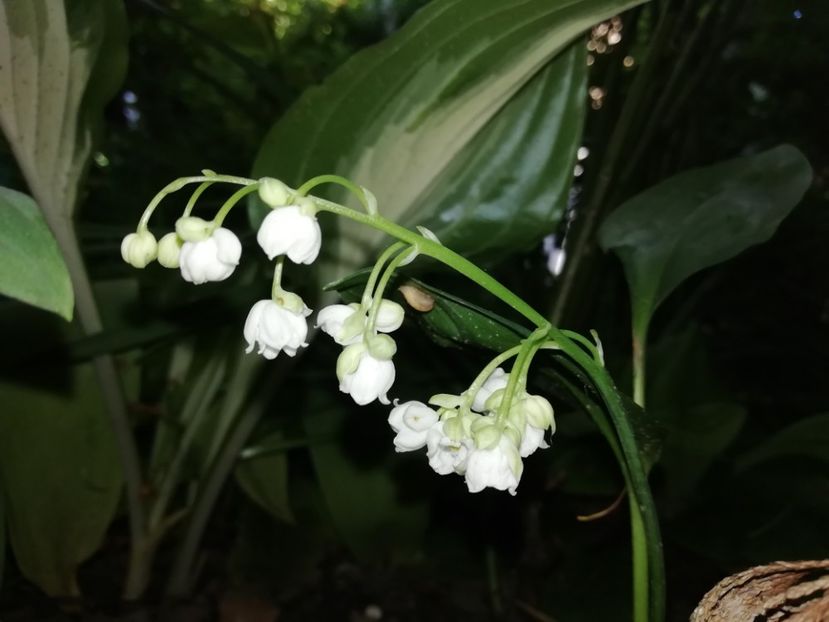 Convallaria majalis Flore Plena - Grădina 2020 continuare 1