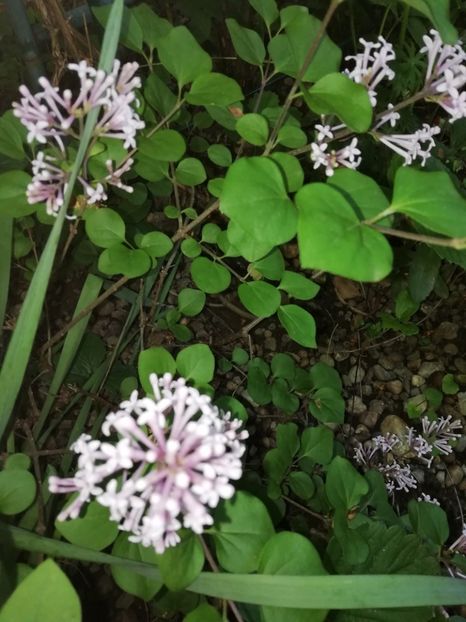  - Grădina 2020 continuare 1