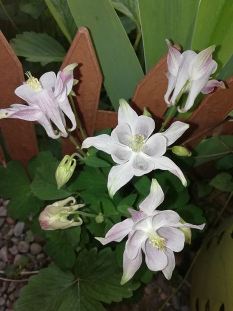  - Grădina 2020 continuare 1