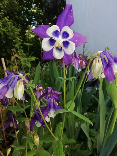  - Grădina 2020 continuare 1