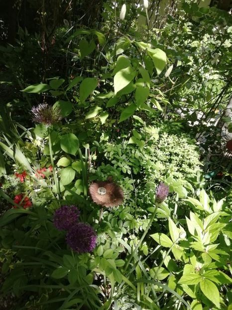  - Grădina 2020 continuare 1