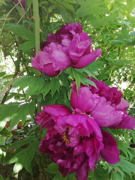  - Grădina 2020 continuare 1