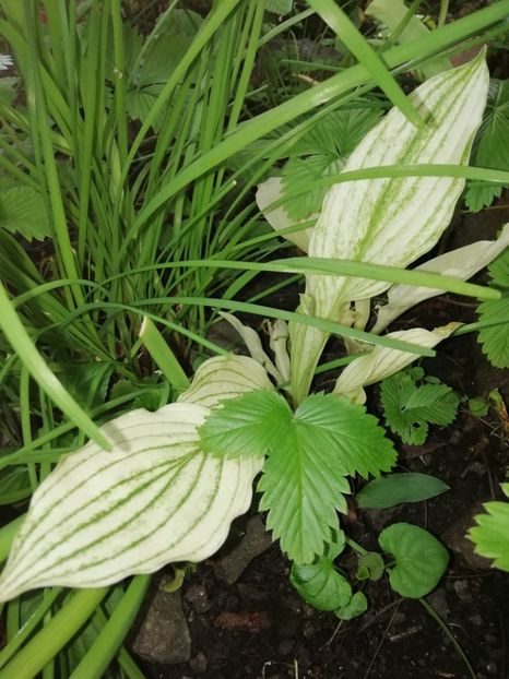  - Grădina 2020 continuare 1