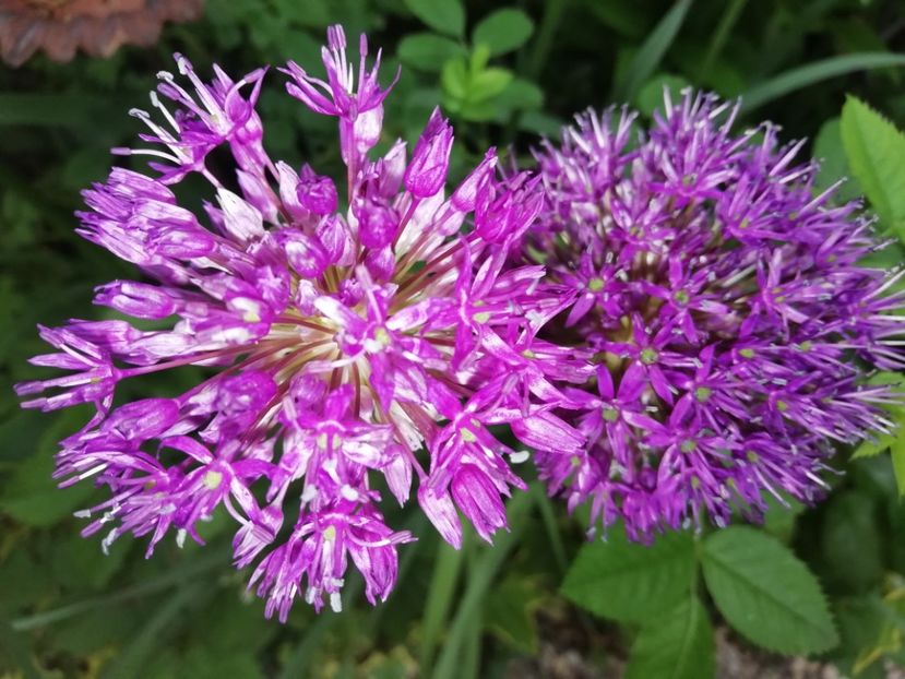  - Grădina 2020 continuare 1