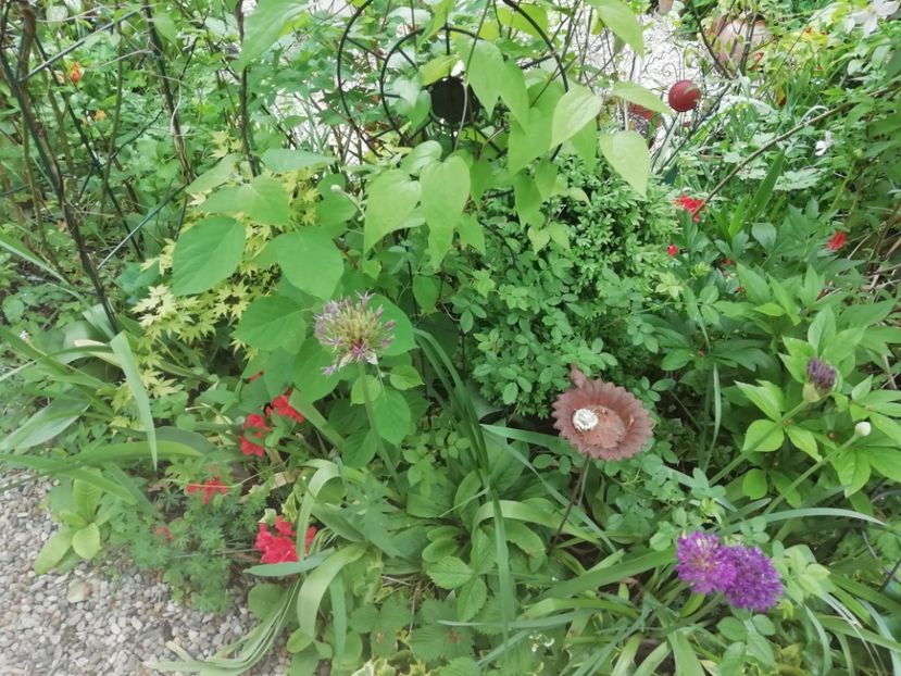  - Grădina 2020 continuare 1