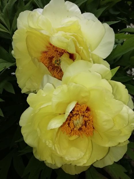  - Grădina 2020 continuare 1