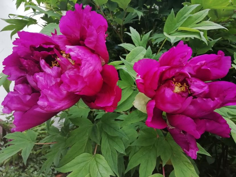  - Grădina 2020 continuare 1