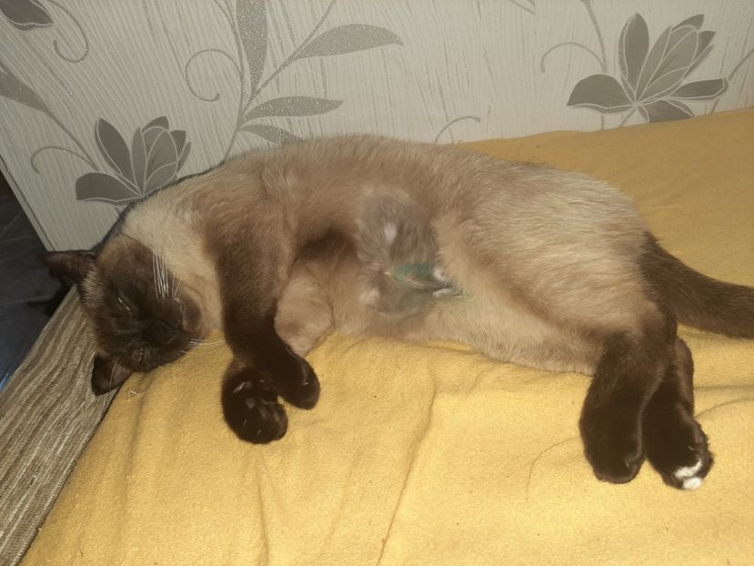  - Pisicii mei în mai 2020