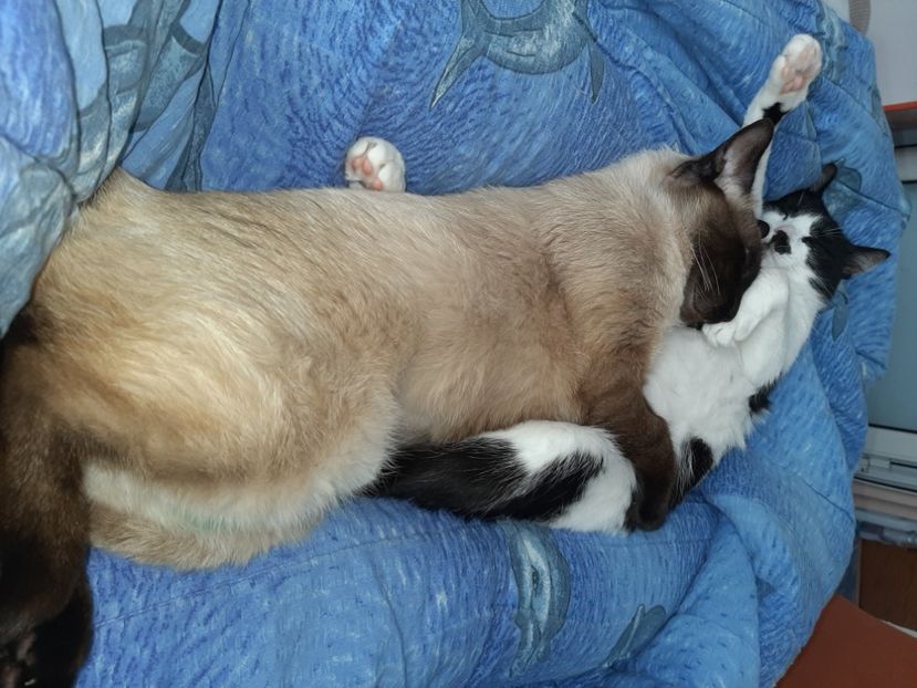  - Pisicii mei în mai 2020