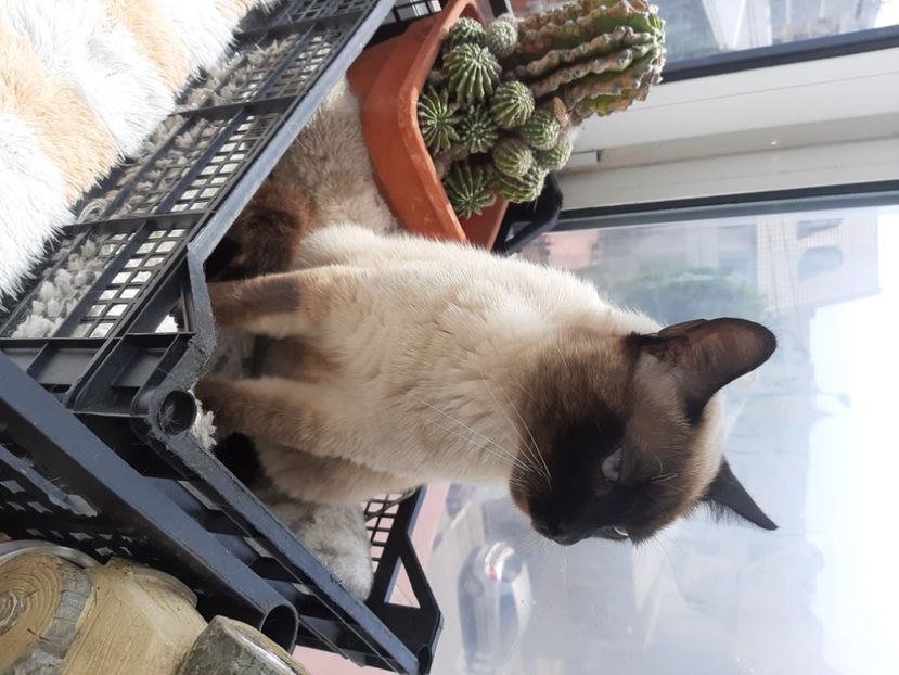  - Pisicii mei în mai 2020