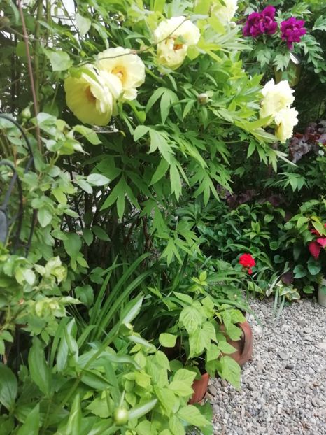  - Grădina 2020 continuare 1