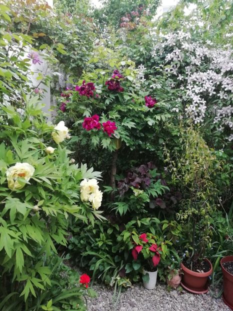  - Grădina 2020 continuare 1