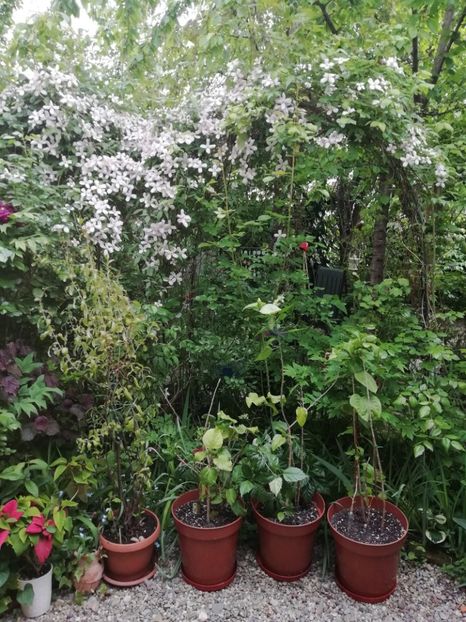  - Grădina 2020 continuare 1