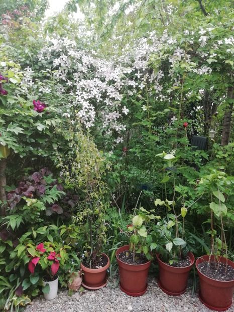  - Grădina 2020 continuare 1