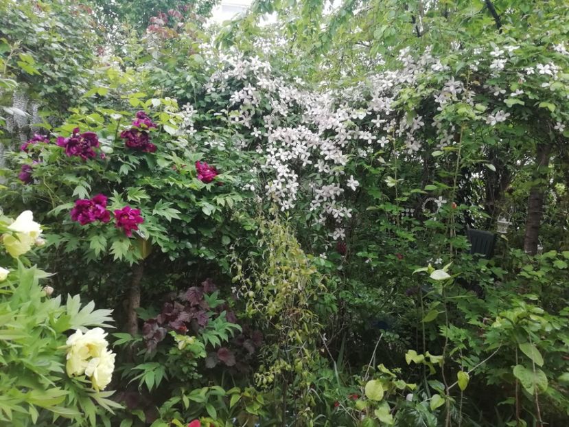  - Grădina 2020 continuare 1