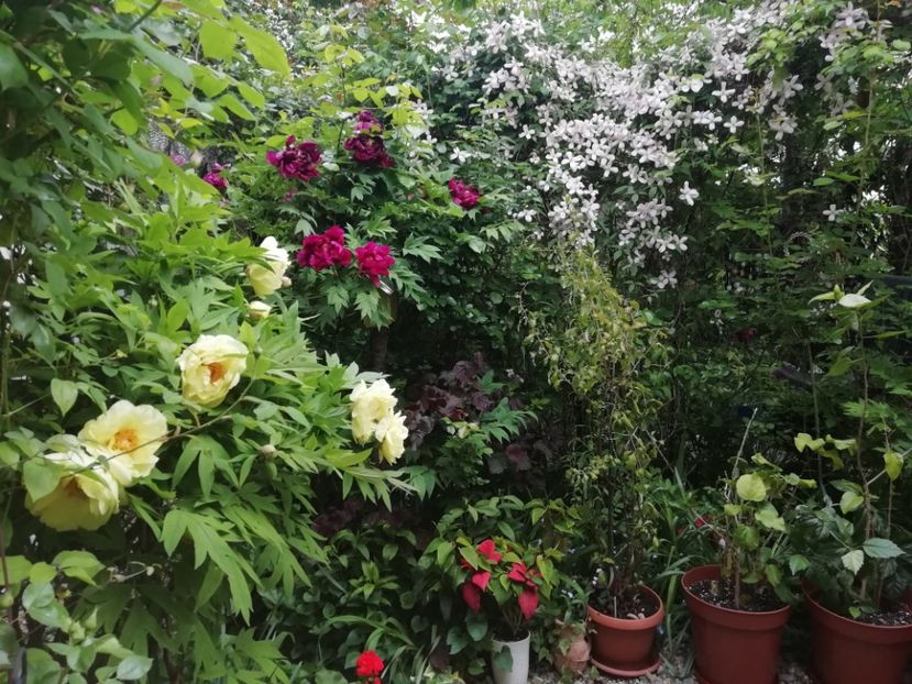  - Grădina 2020 continuare 1