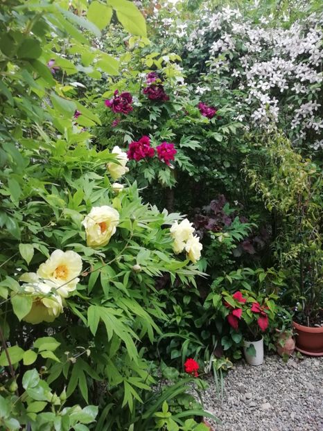  - Grădina 2020 continuare 1