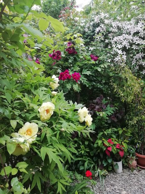  - Grădina 2020 continuare 1