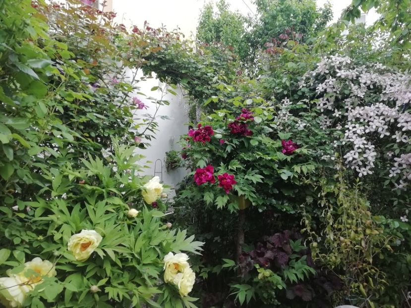  - Grădina 2020 continuare 1