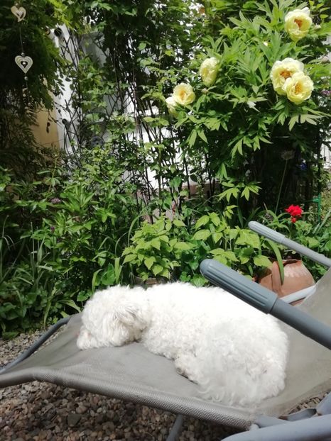  - Grădina 2020 continuare 1