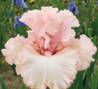 Unconditional love - Irisi -dorinte 2020