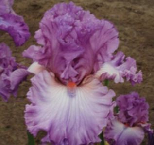 Playacting - Irisi -dorinte 2020