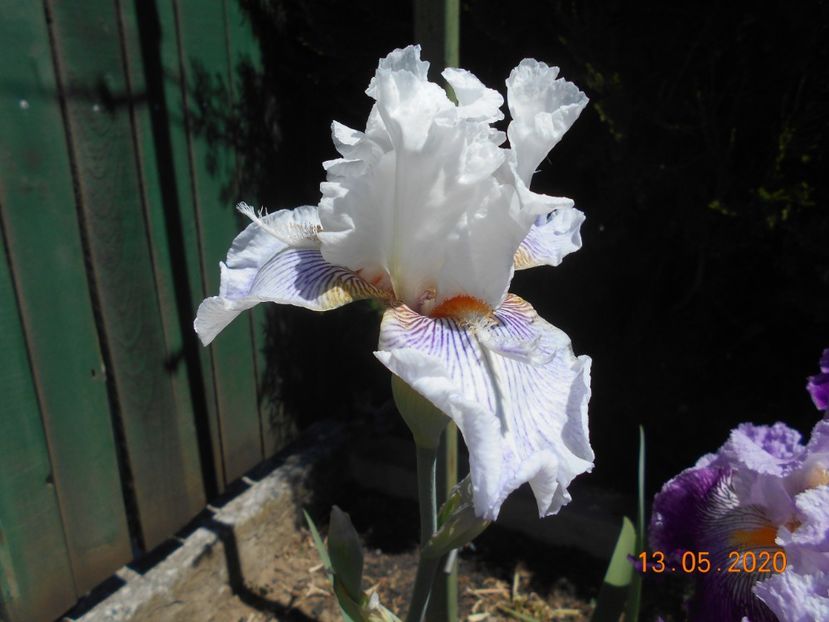 Oasy Cameck - 1Irisi 2020