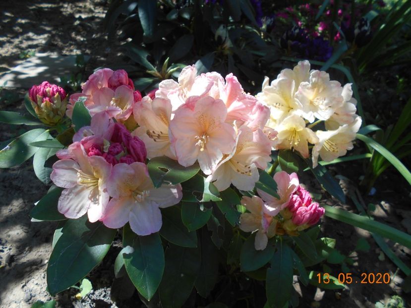  - 1Azalee-rhododendroni-heleborusi-hortensii-hoste 2020