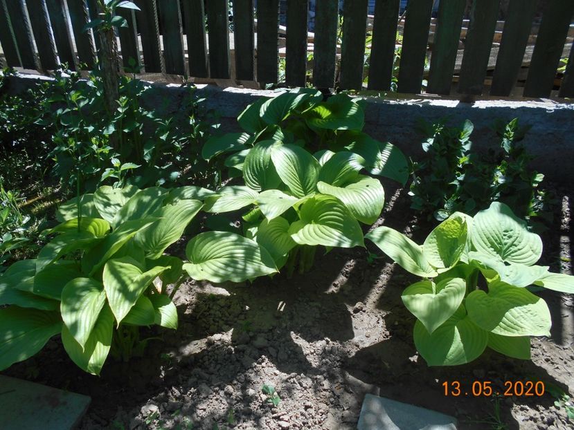  - 1Azalee-rhododendroni-heleborusi-hortensii-hoste 2020