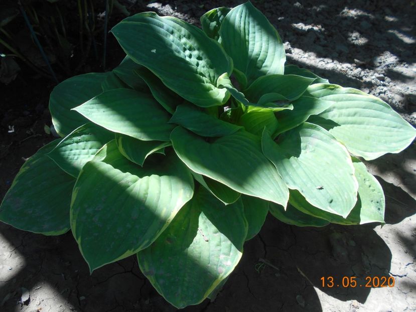  - 1Azalee-rhododendroni-heleborusi-hortensii-hoste 2020