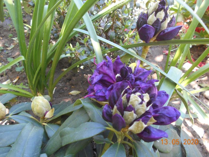 Rodo Polarnacht - 1Azalee-rhododendroni-heleborusi-hortensii-hoste 2020