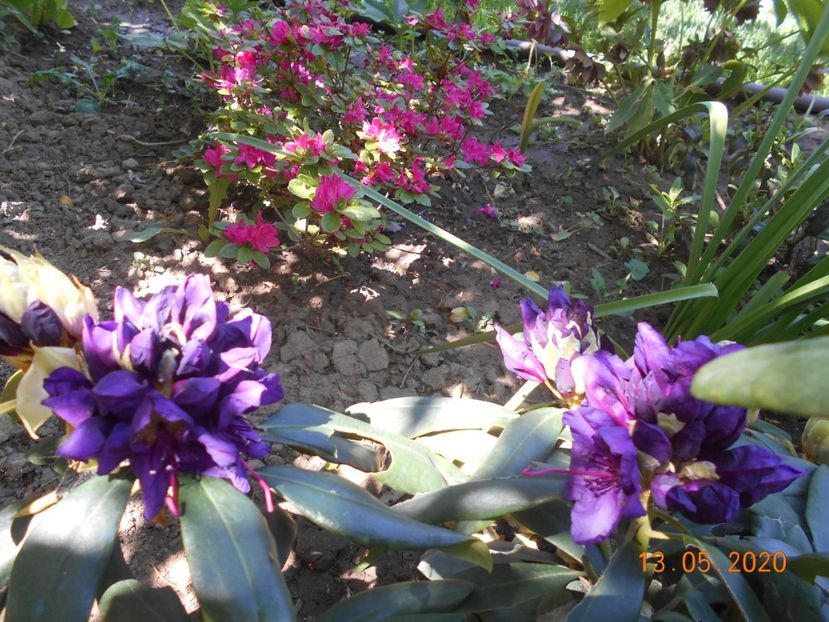  - 1Azalee-rhododendroni-heleborusi-hortensii-hoste 2020