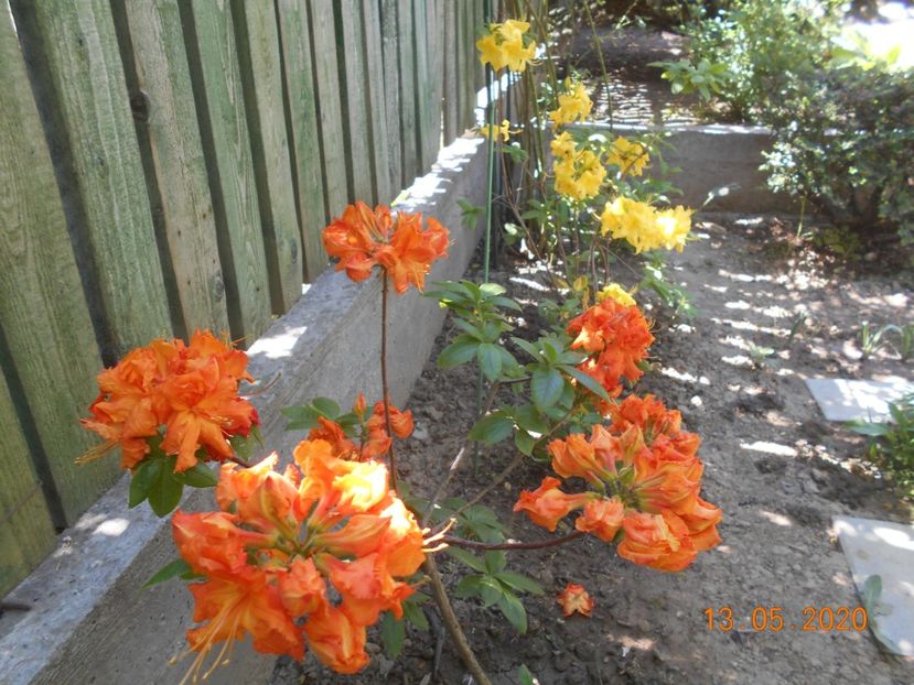 Azalee Gibraltar si Goldtopas - 1Azalee-rhododendroni-heleborusi-hortensii-hoste 2020