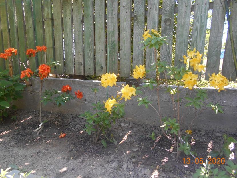  - 1Azalee-rhododendroni-heleborusi-hortensii-hoste 2020