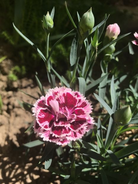 Odessa Pierrot - Garofite