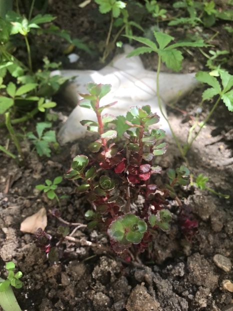 Sedum Red Carpet - Suculente