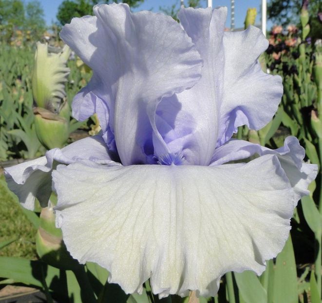 Face_Of_An_Angel - Irisi -dorinte 2020