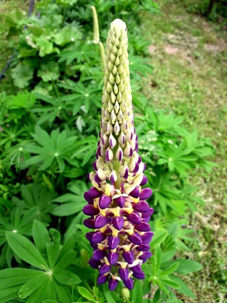  - AAAAA_LUPIN 2015_2017_2018_2019_2020