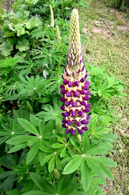  - AAAAA_LUPIN 2015_2017_2018_2019_2020