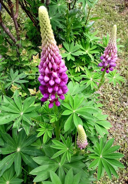 - AAAAA_LUPIN 2015_2017_2018_2019_2020