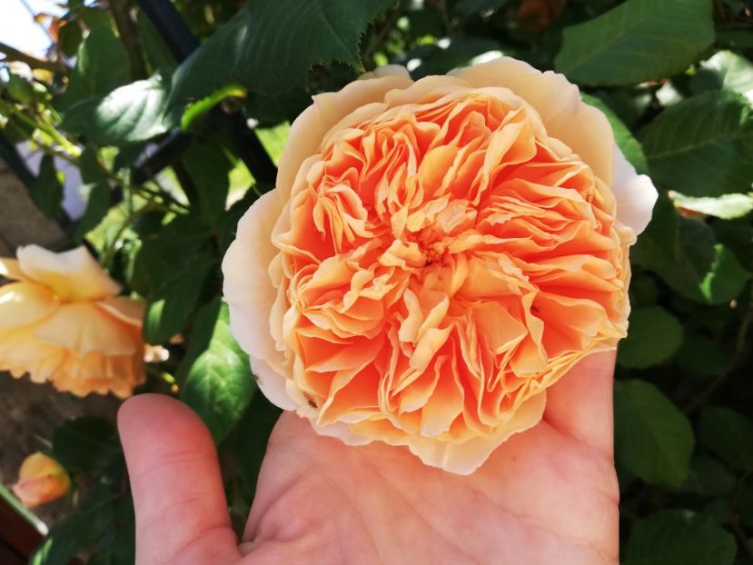  - Crown Princess Margareta